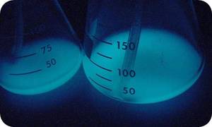 Glowing Bacteria