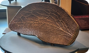 What's a Plant Made of?