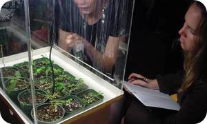 Mimosa pudica, shy plant