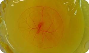 Chick Embryos